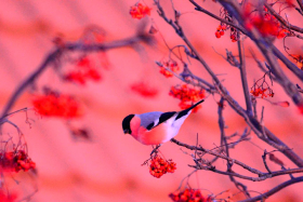 Народный календарь: 25 декабря - Спиридон Солнцеворот