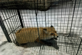 Дикая лиса отловлена на территории одной из школ Шадринска