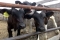 В Шадринском районе пропало стадо крупного рогатого скота