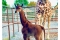 Впервые в истории родился коричневый жираф без пятен