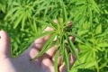 В ходе операции «Мак-2021» выявлено 14 очагов произрастания наркосодержащих растений