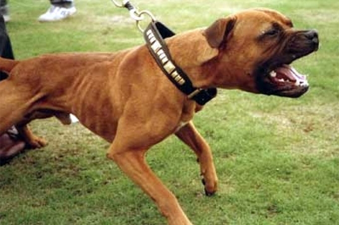 Владельцы потенциально опасных собак могут получить штраф