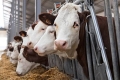 В Шадринском районе планируют запустить молочную ферму на 400 коров
