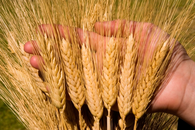Владимир Путин предсказал рекордный урожай пшеницы