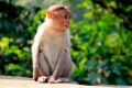 Всемирная сеть здравоохранения объявила оспу обезьян пандемией