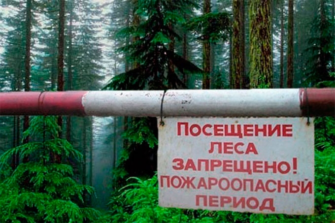 В Курганской области введен запрет на посещение лесов