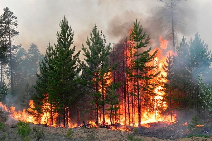 Более 5 миллионов рублей ущерба причинил Управлению лесами житель Петуховского района