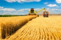 Более 1,9 тонн зерна собрали аграрии Зауралья