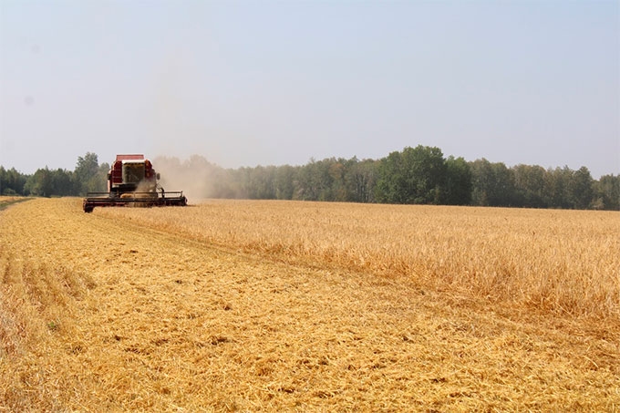 В Шадринском муниципальном округе общий валовой сбор зерна более 200 тысяч тонн