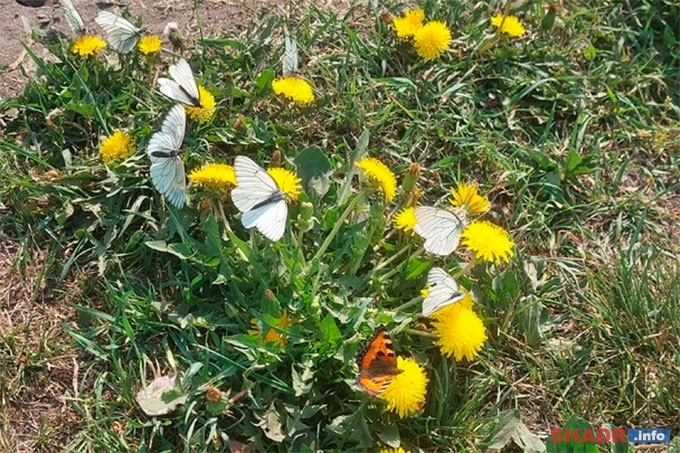 Городские просторы Шадринска заполонили бабочки