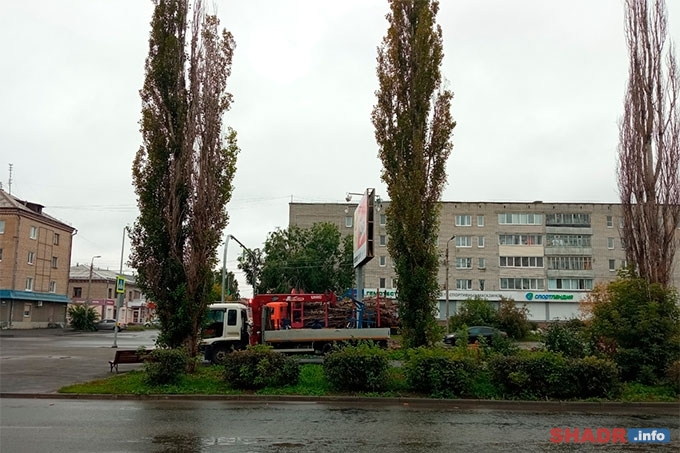 Почти 70 процентов шадринцев хотят воссоздать аллею тополей на улице Свердлова