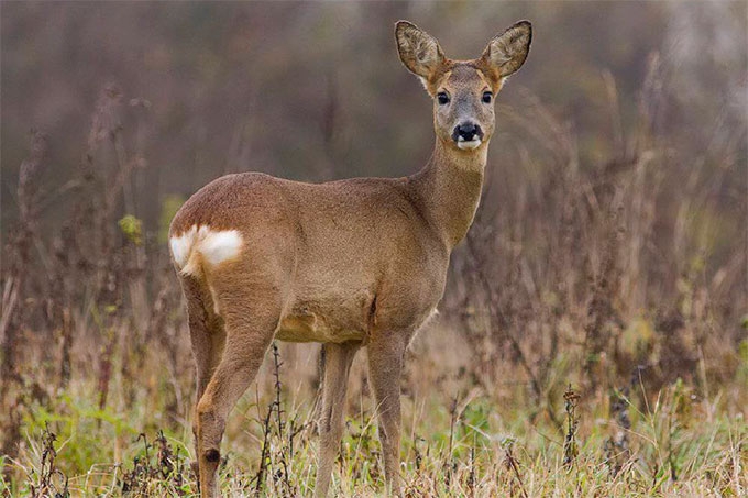 35 особей косули отстрелили браконьеры с открытия осенней охоты в Курганской области