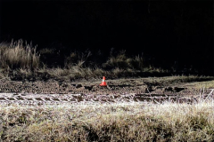 С травмами госпитализирован 10-летний водитель мопеда в Звериноголовском МО