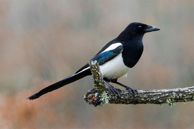 Народный календарь: 1 ноября - Иванов день (Проводы осени)