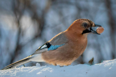 Народный календарь: 11 декабря - Сойкин день