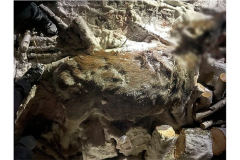 Двое жителей соседнего региона задержаны за незаконную охоту на лося в Курганской области