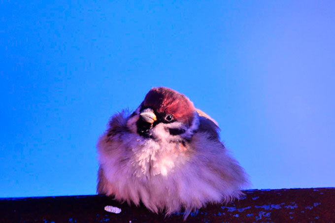 �������� ���������: 16 ������� - ���� ����������