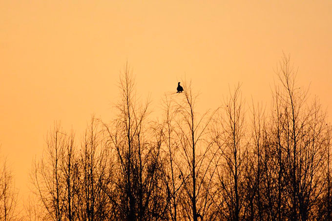 �������� ���������: 18 ������� - ������ ����