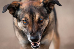 80 ��� ��� ������� ��� � ������ 5-������ �������, ������������ ��������� ������ � ���������� �������