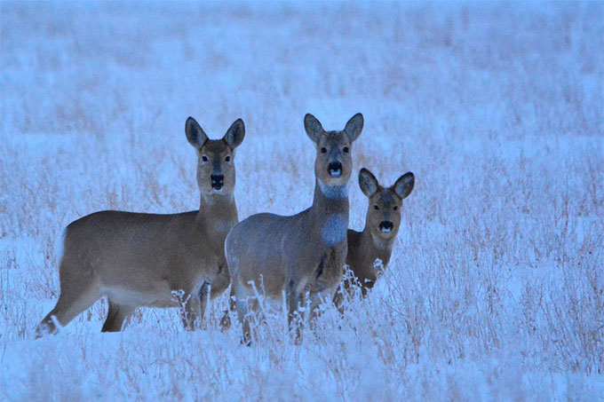 � ���������� ������� ���������� ����� ����� �� ������ � ����