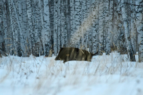 �������� ���������: 12 ������ - ������� ����