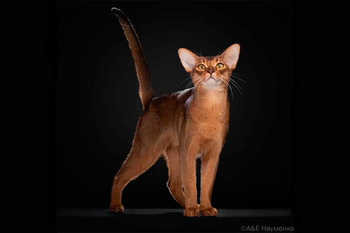 ����������� ��� �� ������ ��� ������� ����� �������� � ����