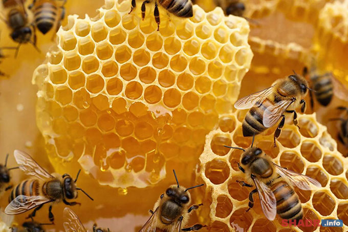 17 ������ � ������ ��������: �������, ��������, �������