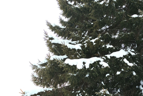 ������� ������ ����� ��������� � �������