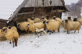 29 ������ �� ��������� ��������� �ϸ��-��������