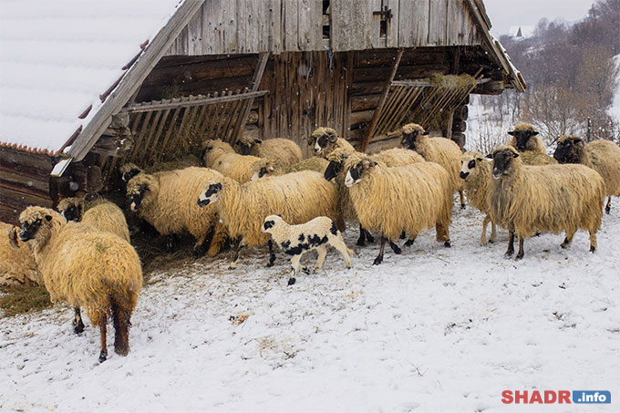 29 ������ �� ��������� ��������� �ϸ��-��������