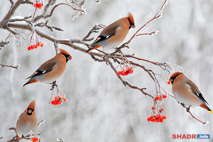 12 ������� � ��������� (�������� ����)