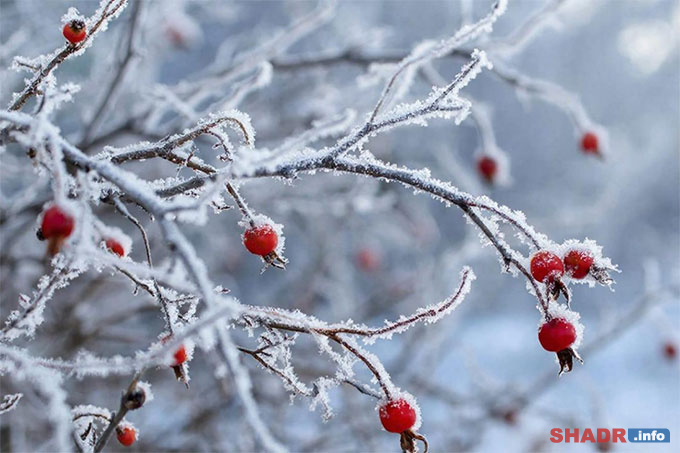 13 ������� � ���� ������ ���������