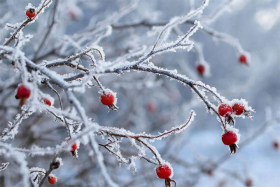 13 ������� � ���� ������ ���������