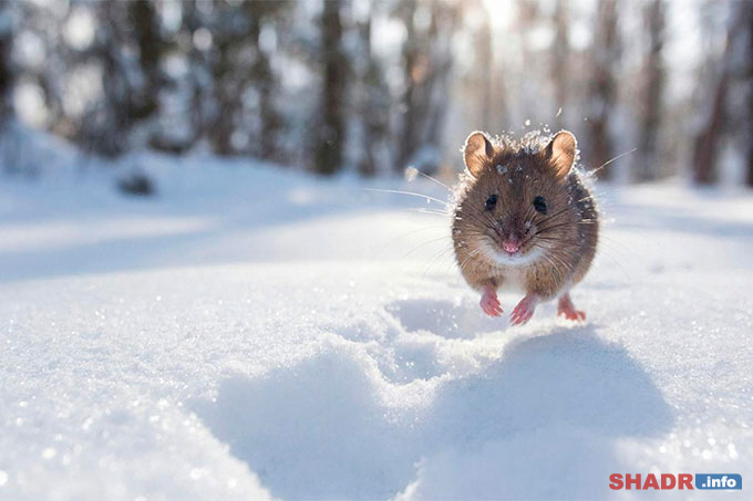 14 ������� � �������� ���� (������ �������, ���������)