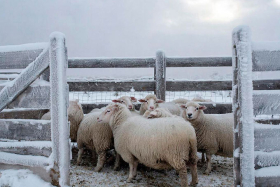 28 февраля — Онисим-овчарник: традиции и приметы