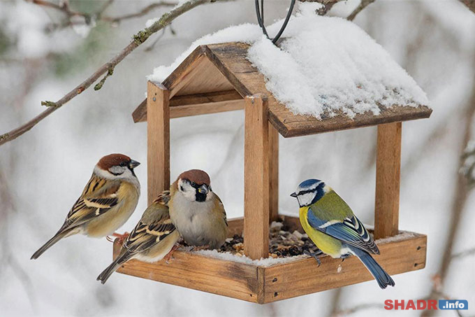 ������ ����: �������� � ������� �� 9 �����