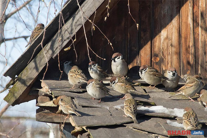 12 ����� � ���� �������� ����������� (��������������)