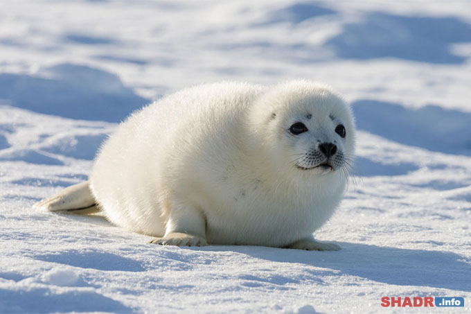 15 ����� � ������������� ���� ������ �������