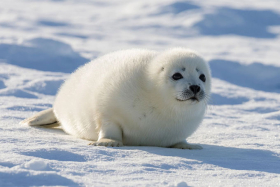 15 марта — Международный день защиты бельков