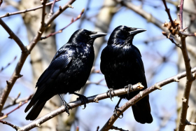 17 ����� � ������� ���������: ��������, ������� � ������