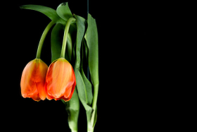 ������������� � ����: ������� ������� ������� 1000 ���������, �� �� ������� ������