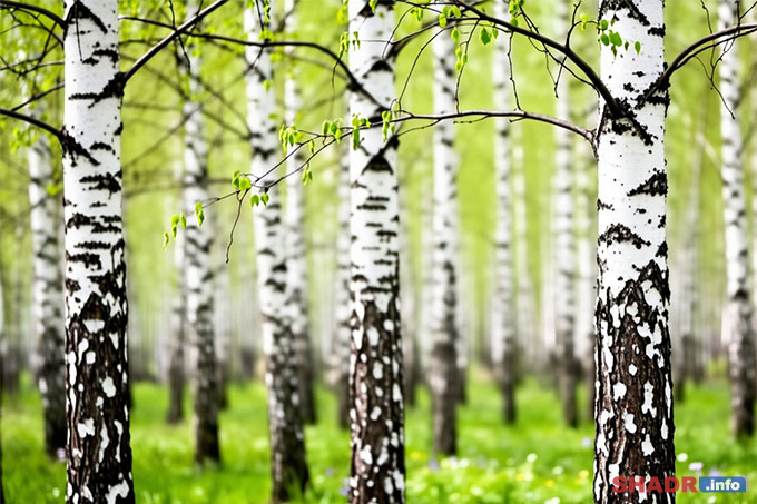 11 ������ 2026 ����: ��������� � ������� ������� � ��������, ������� � �������