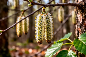 17 ������ 2026 ����: ���� ������ ���������� � �������� ������� � ��������, ������� � �������� �������